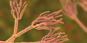Penicillium-web