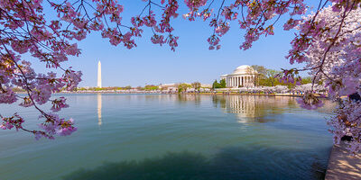 CherryBlossoms CherryBlossoms