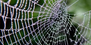 Spiderwebweb