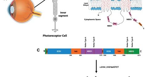 Molecular_Fig1_Web2