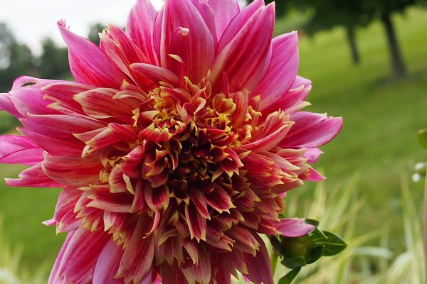 Dahlia-600px Pink dahlia bloom