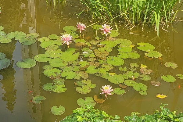 BotanicalGarden-web Quad City Botanical Center